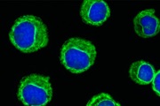 main illustration image - Intracellular Flow Cytometry