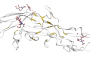 main illustration image - GlycoWorks® Reducing Protocol