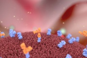 main illustration image - QSC Fluorescent Antibody Titration